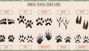 Free Printable Animal Tracks Explorer ID Cards
