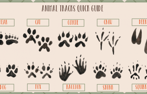 Free Printable Animal Tracks Flashcards – Animal Footprints Printable