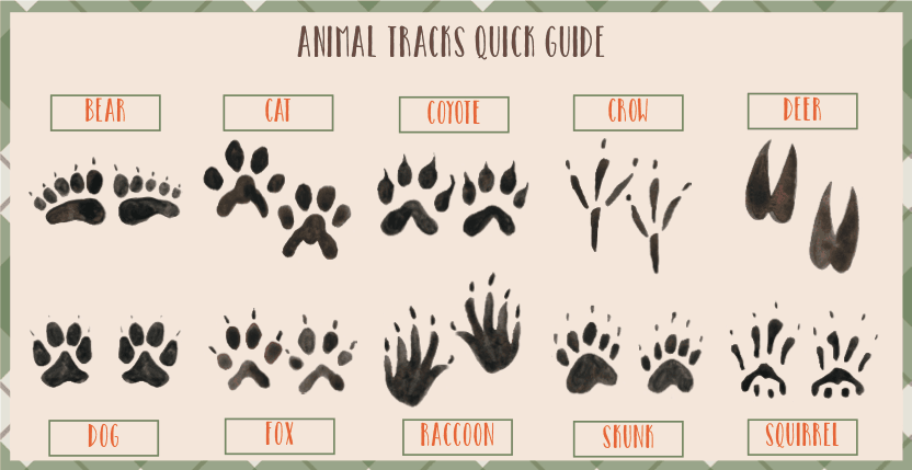 Animal Footprints Animals Wildlife Paw Textures Bear Tracks Pattern 