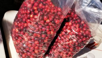 The Cranberry Festival I Wasn’t Expecting: Tips for Visiting