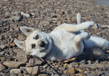 Tips for Traveling with your Furry Buddy: German Shepherd Husky Mix