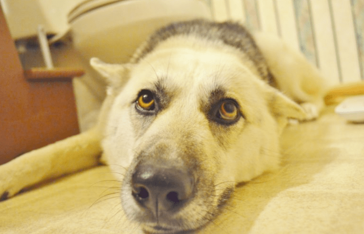 Tips for Traveling with your Furry Buddy: German Shepherd Husky Mix