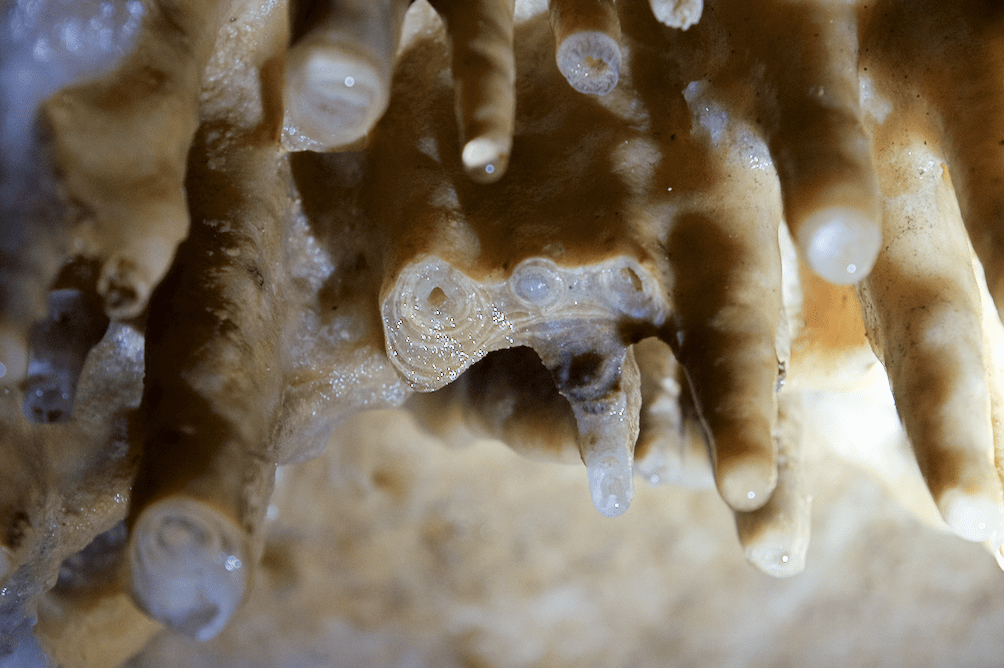 close up view of soda straw in Marengo Cave