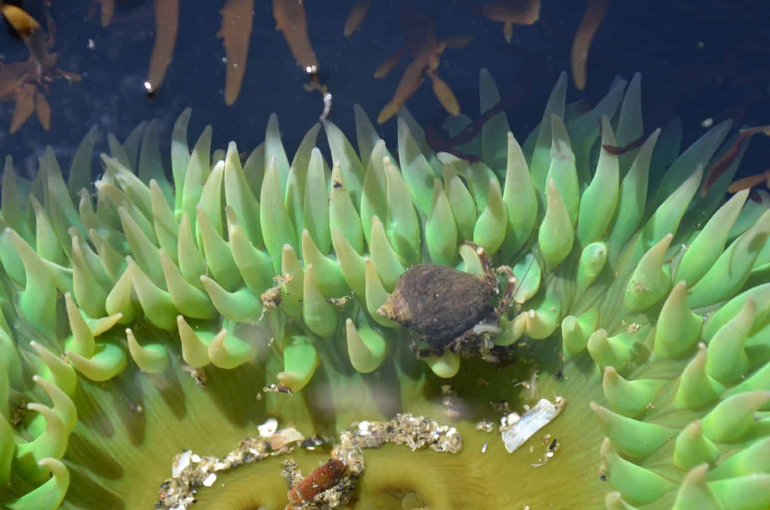 crab in sea anemone tidal pool