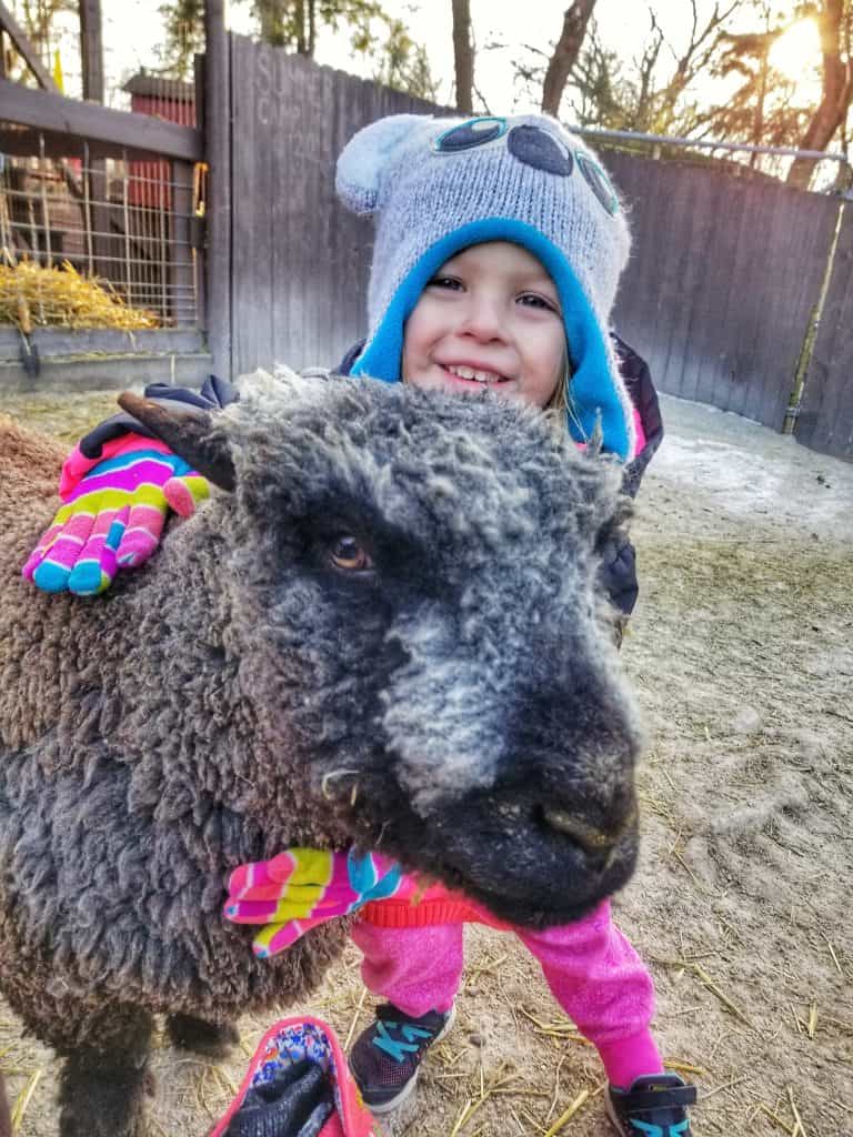 little girl hugging sheep
