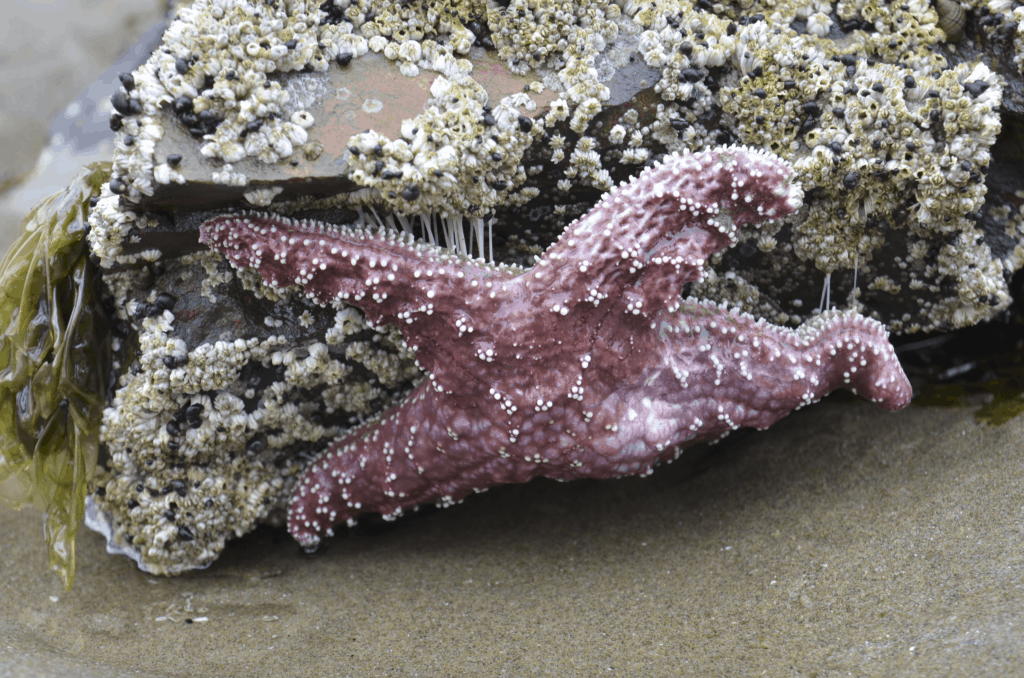 purple sea star starfish Oregon coast
