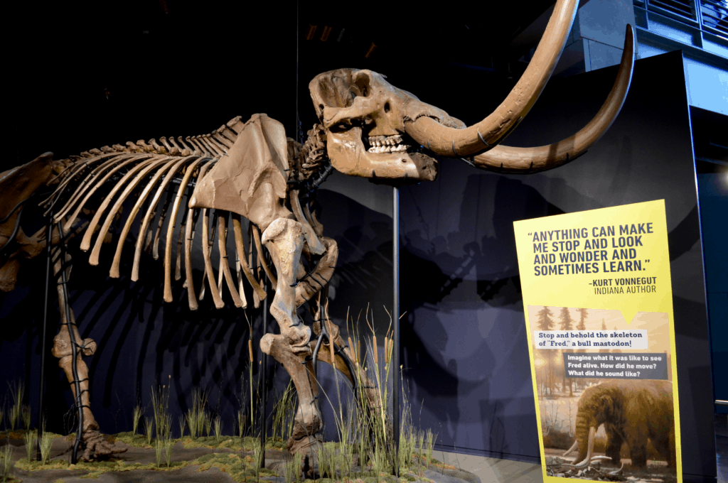 mastodon skeleton Indiana State Museum