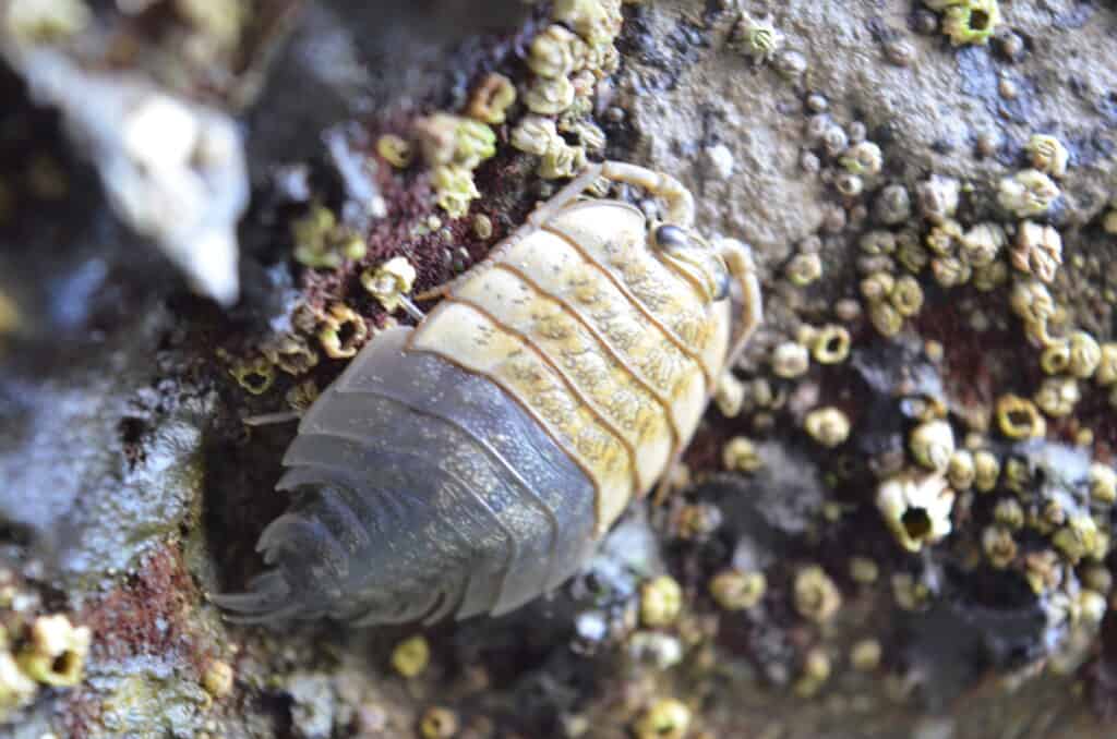 sea roach pacific ocean beach