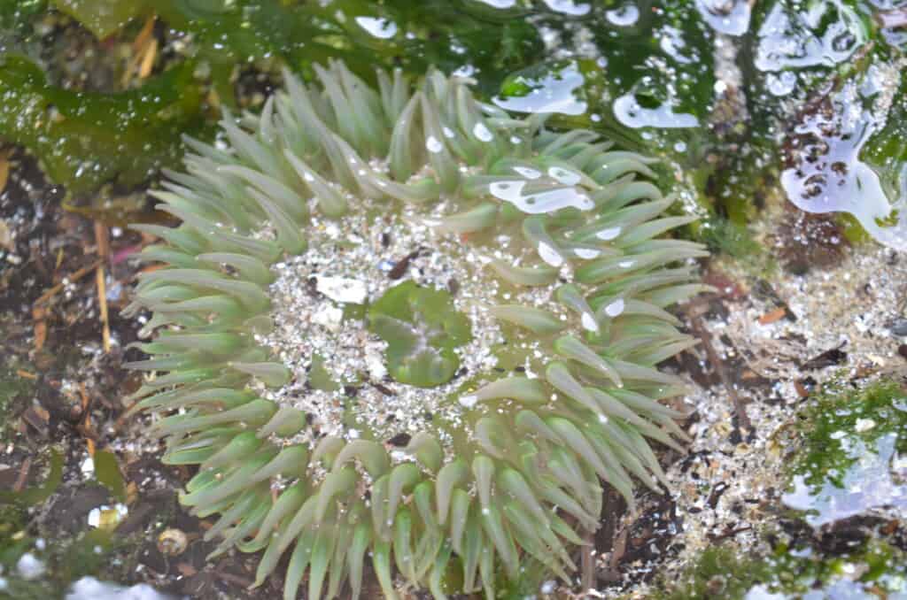 green sea anemone tidal pools Oregon Pacific coast