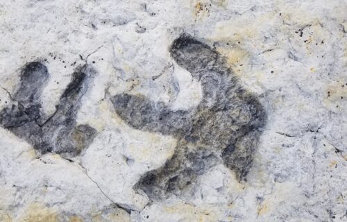 Where to see Dinosaur Footprints near Denver, Colorado for FREE