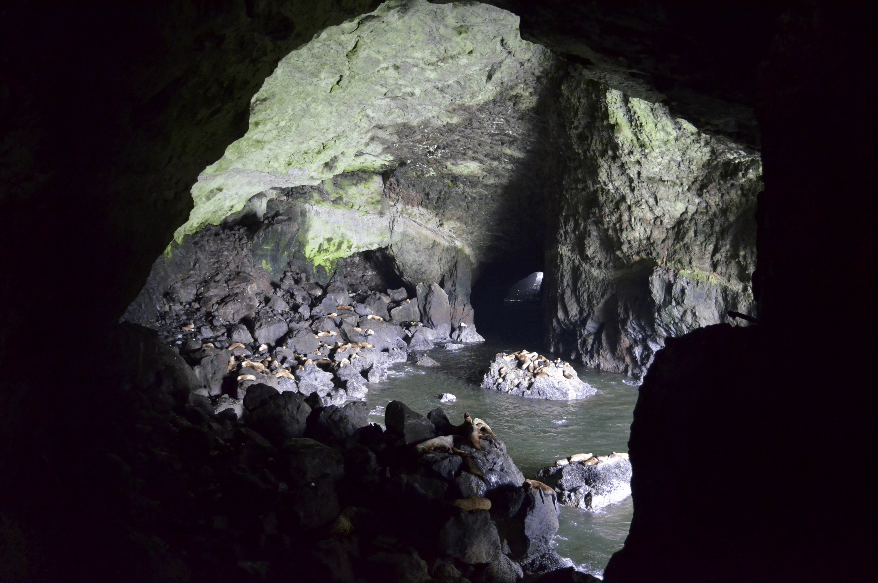 Sea Lion Caves Florence Oregon