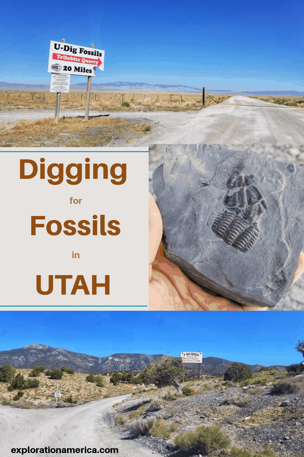 digging for trilobite fossils in utah