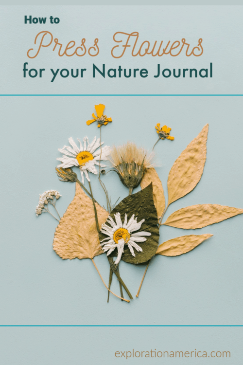 How to Press Flowers for Your Nature Journal Field Guide