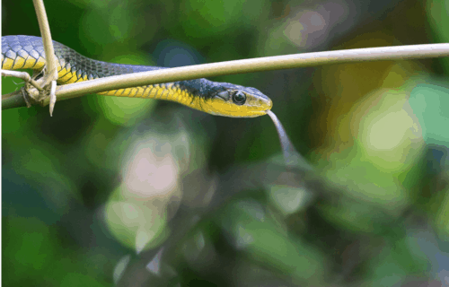 Tips for Teaching Kids How to Identify Snakes when Hiking