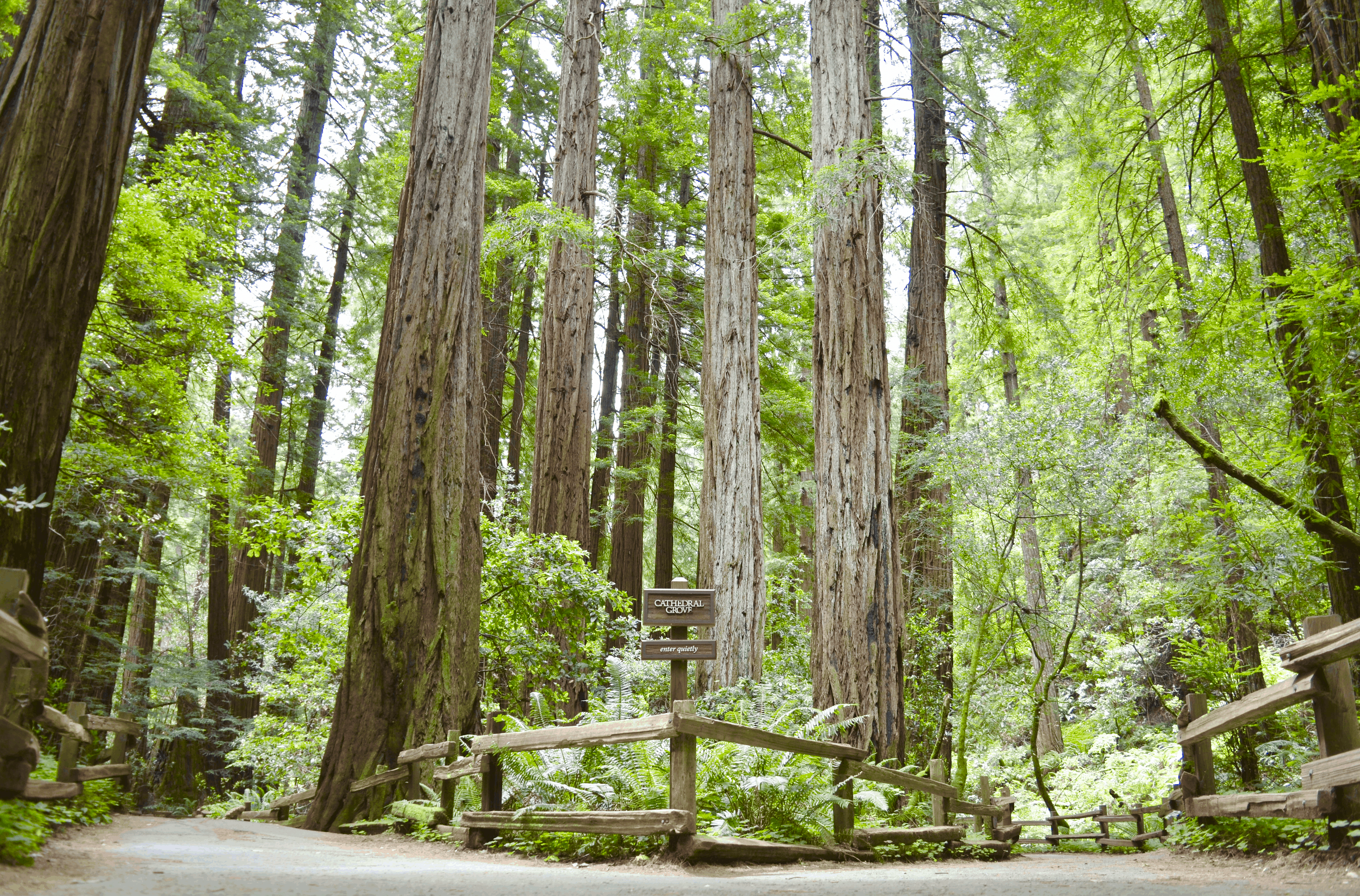 Muir Woods hiking trails