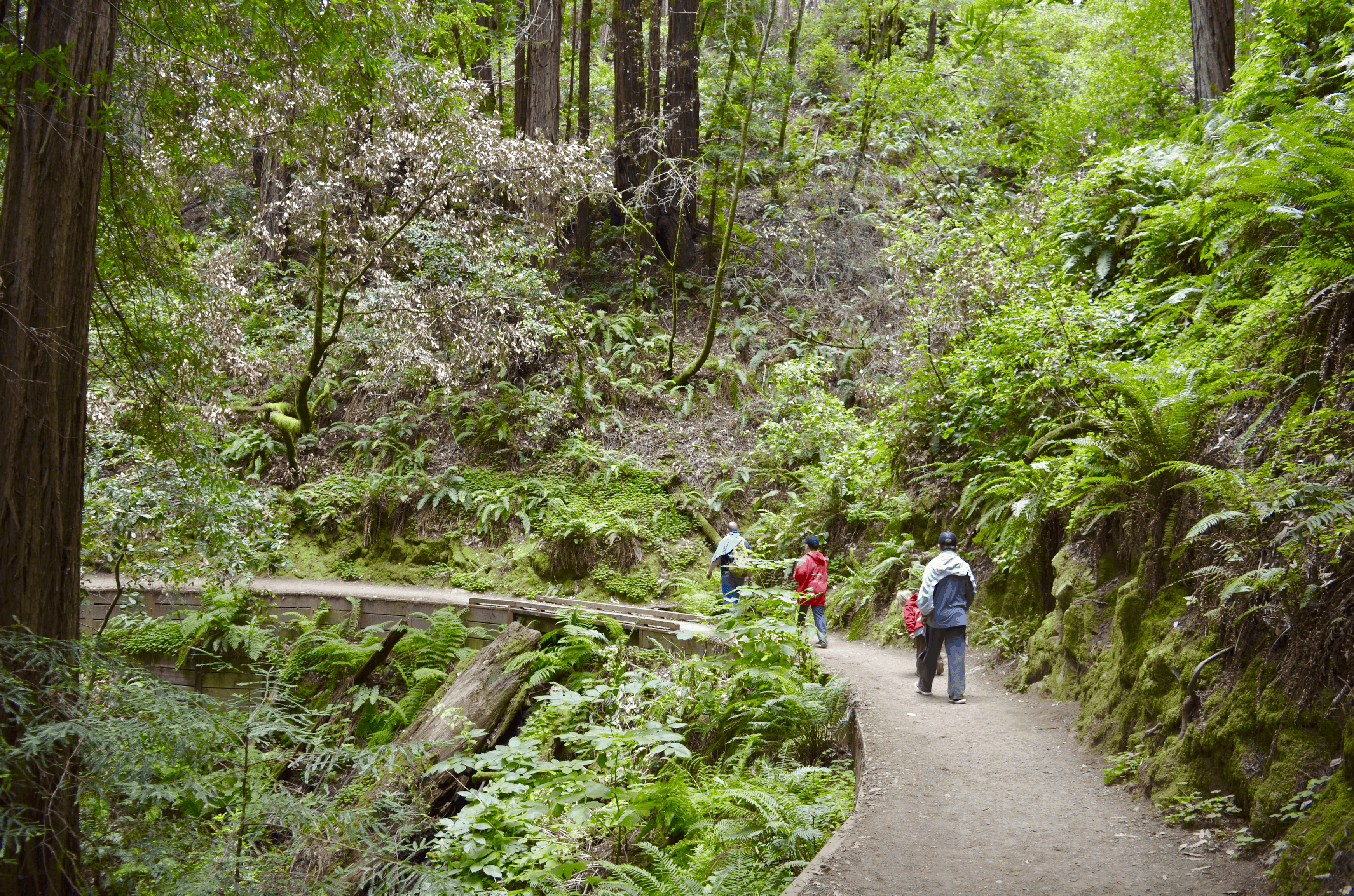 hiking trail in Muir Woods