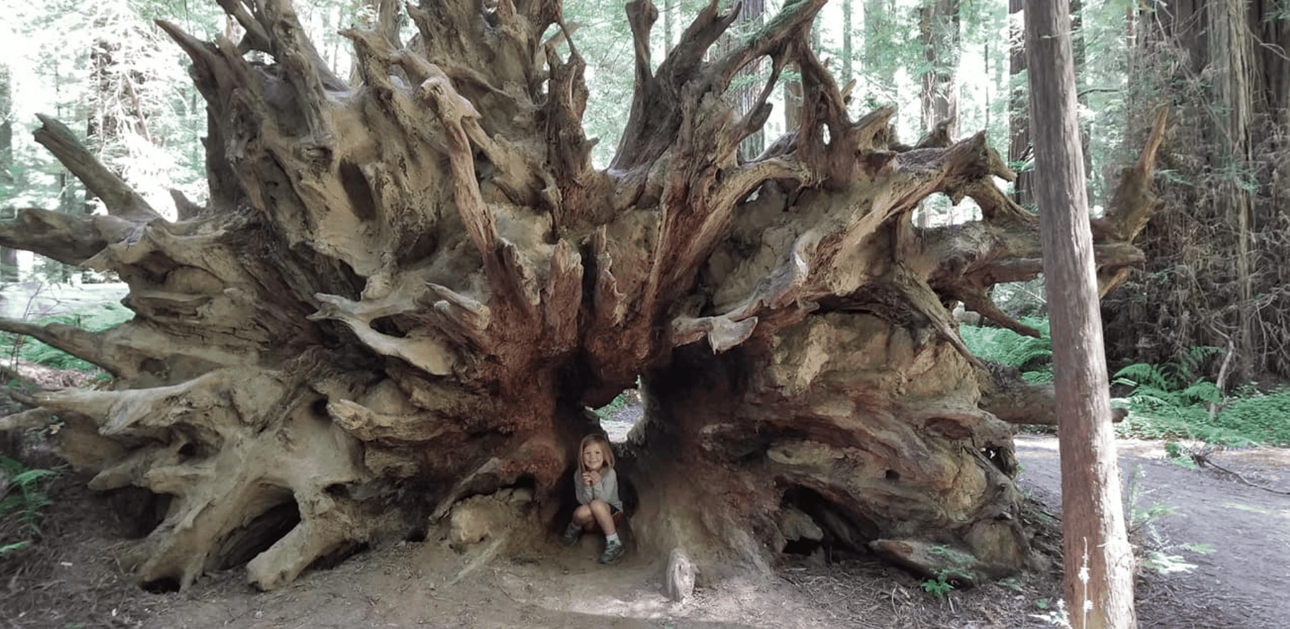 girl inside redwood tree park