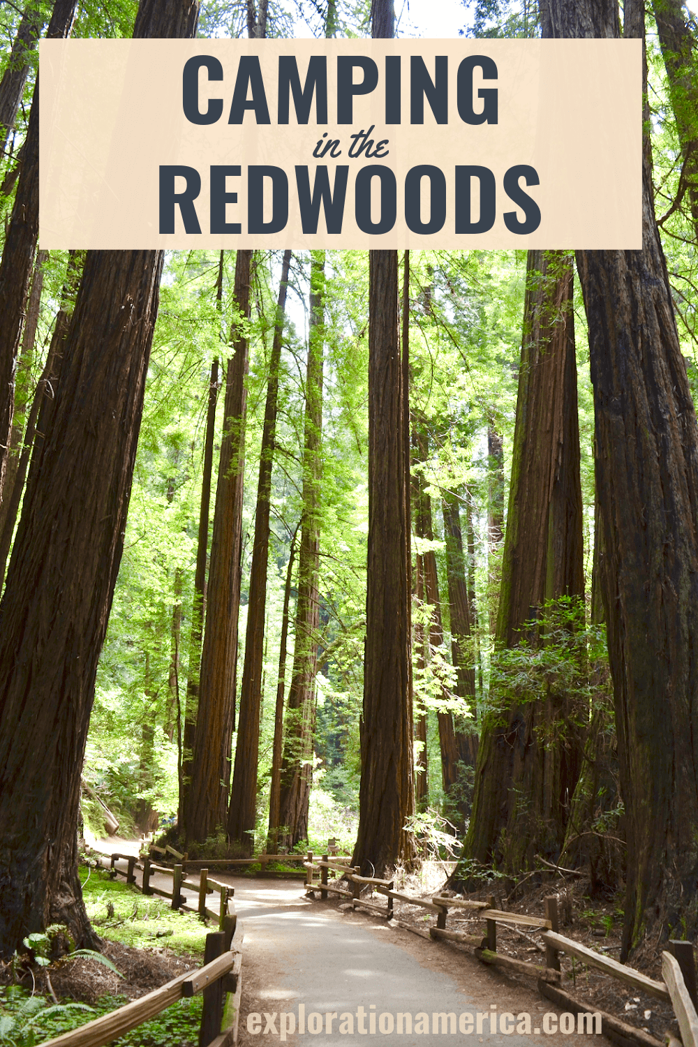 camping in the redwoods