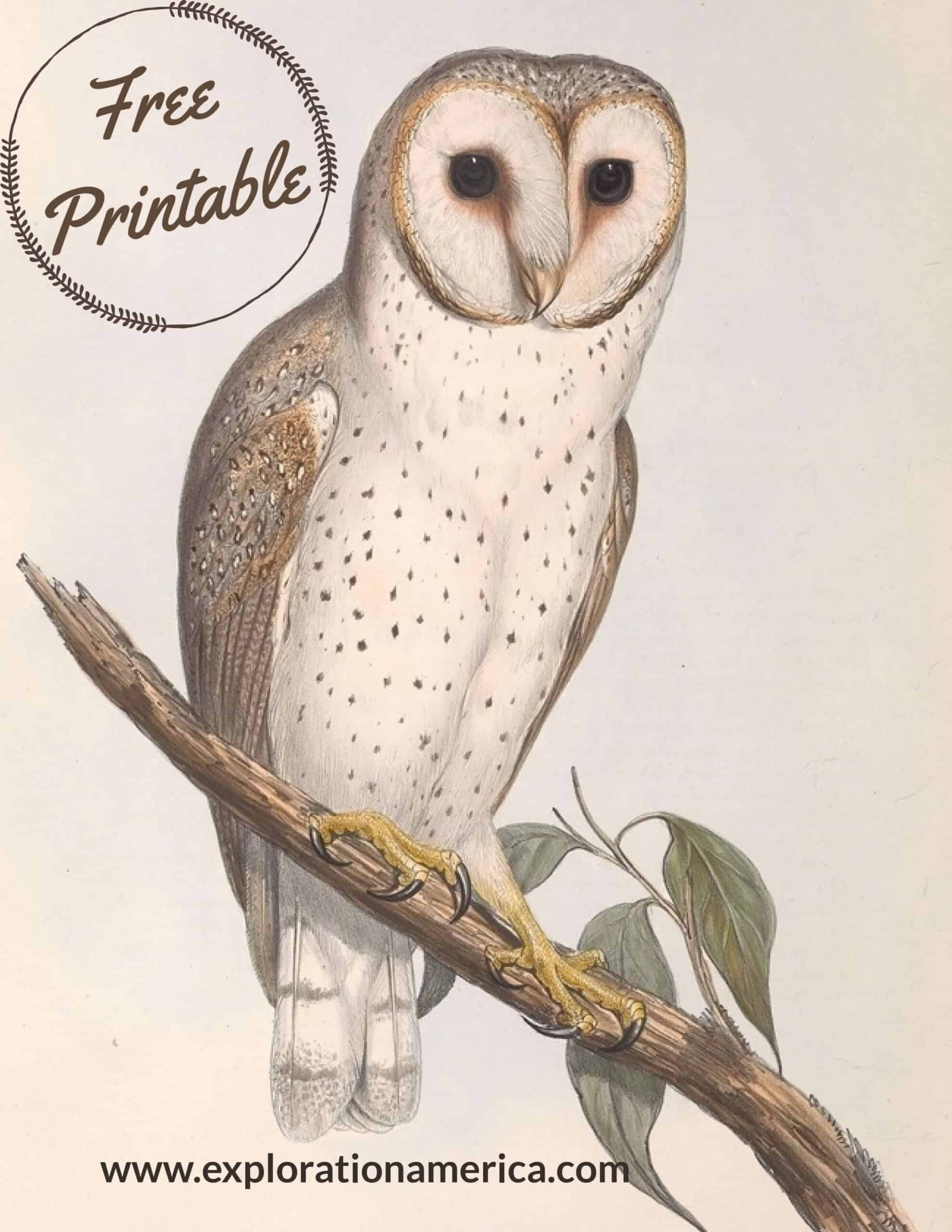 FREE Printable Owl Art Posters - Beautiful Vintage Nature Scenes
