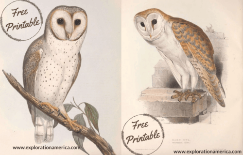 FREE Printable Owl Art Posters – Beautiful Vintage Nature Scenes