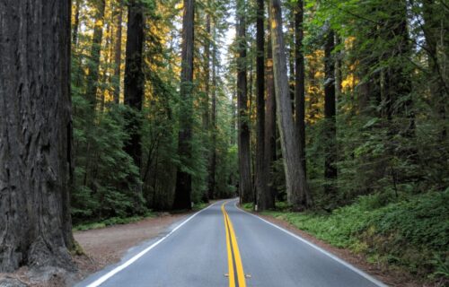 Tips for Exploring Humboldt Redwoods State Park