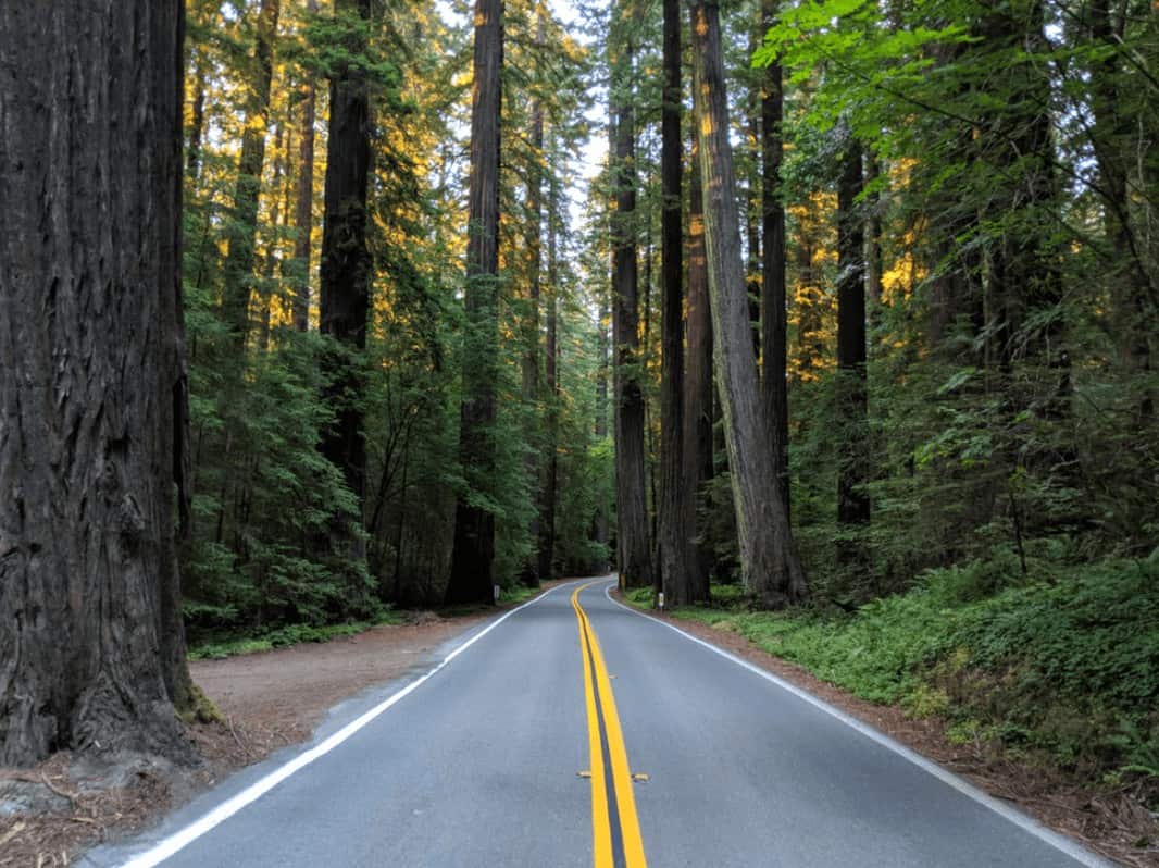 driving through the redwood forest