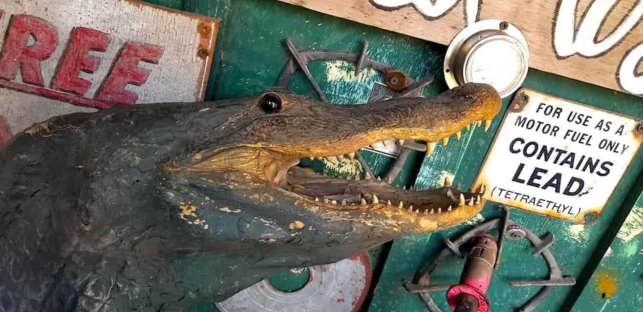 weird alligator fish statue