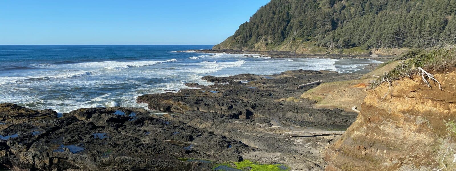 Where to Find Tidal Pools on the Oregon Coast