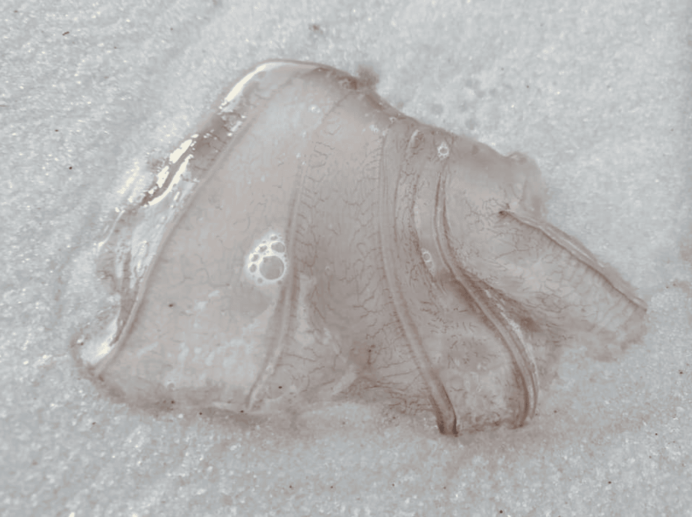 jellyfish pensacola beach
