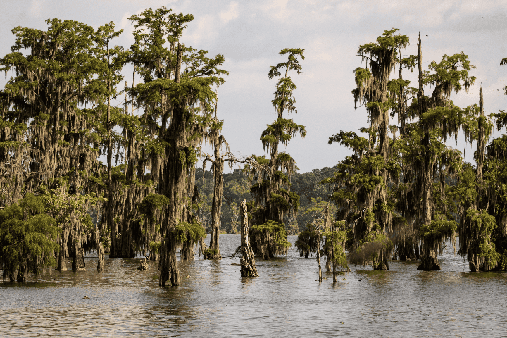 cypress swamp in Louisiana
