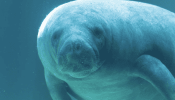 up close of a manatee at a springs in Florida