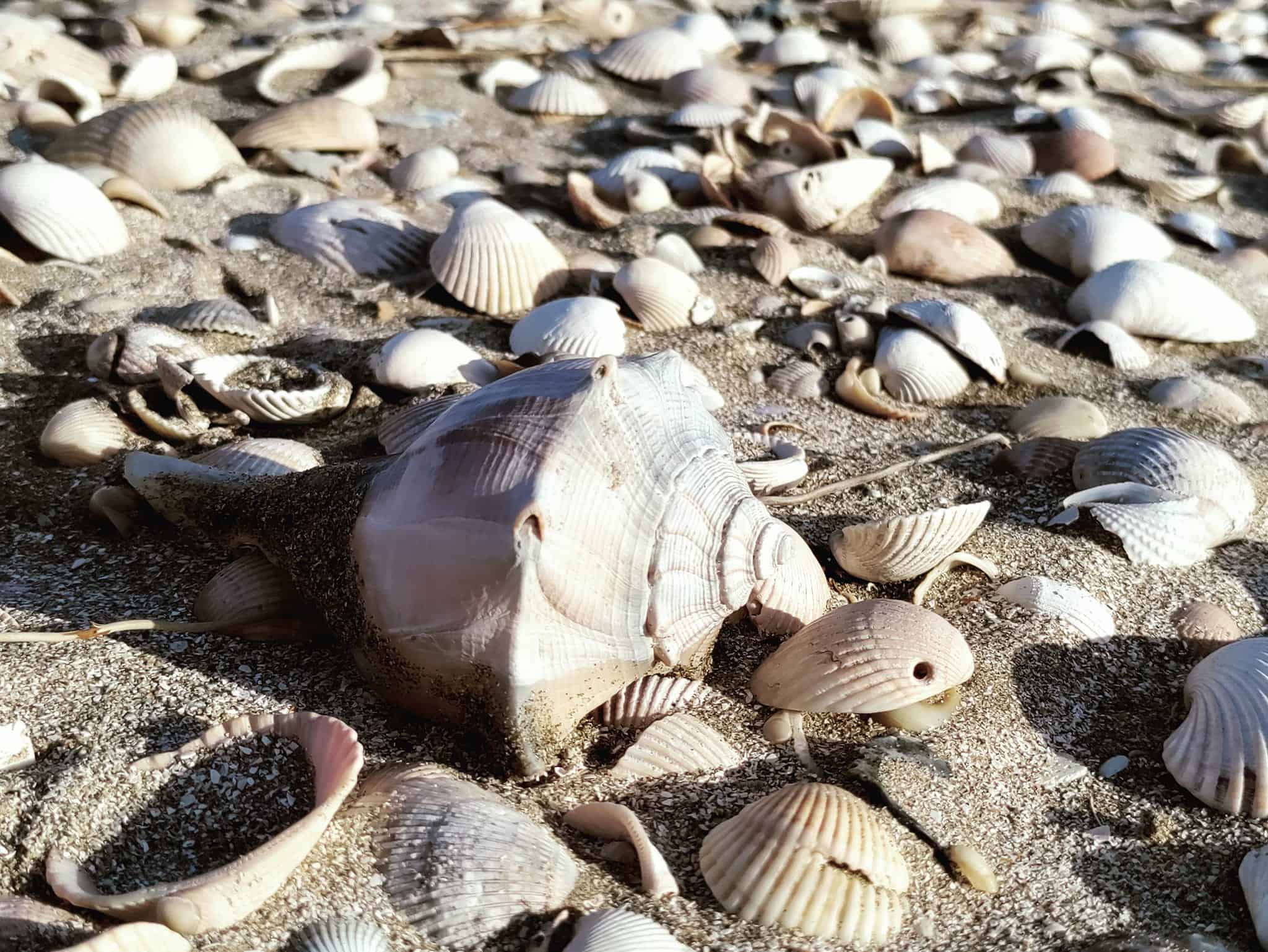 shells at Rutherford Beach in Louisiana